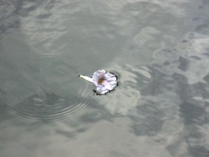 A Flower floating in water