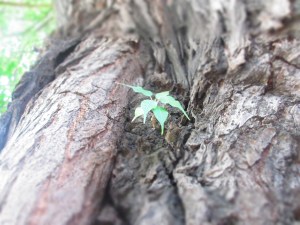 A small sapling on a tree trunk