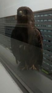 IMG_20150617_120324123