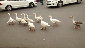 IMG_20150618_085719853