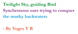 Rowing in Adyar Backwaters