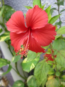 Hibiscus