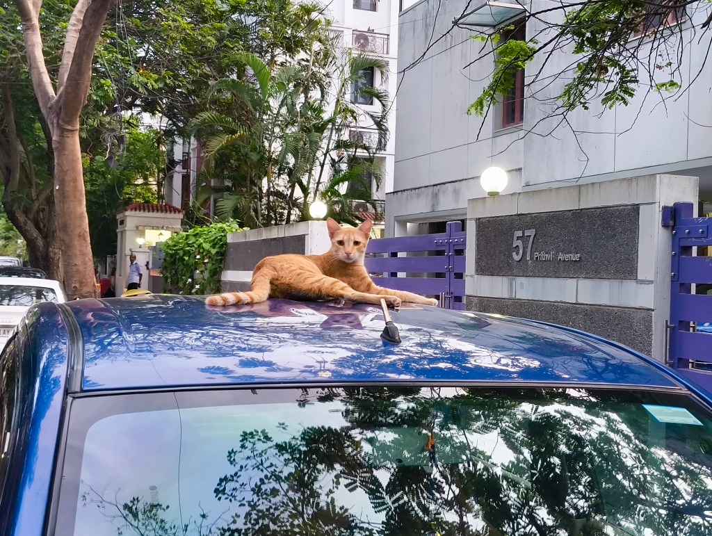 A cat resting on the roof of a car